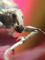 Leptopius tetraphysodes