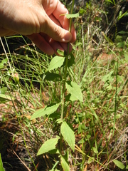 Eupatorium maritimum
