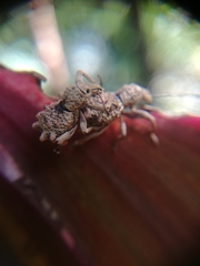 Leptopius tetraphysodes