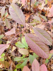 Itea