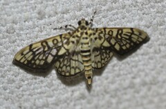 Haritalodes obliqualis