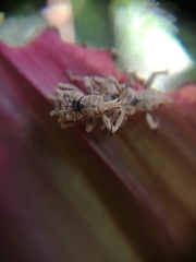 Leptopius tetraphysodes