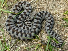 Vipera aspis