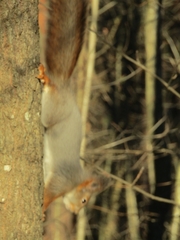 Sciurus vulgaris