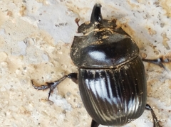 Copris hispanus