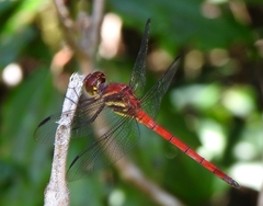 Orthemis ambirufa
