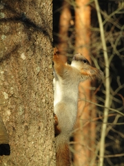 Sciurus vulgaris