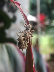 Leptopius tetraphysodes