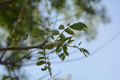 Sclerocarya birrea caffra
