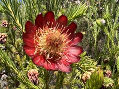 Protea nana