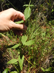 Eupatorium maritimum