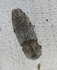 Cryptalaus prosectus