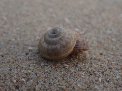 Xeroplexa intersecta