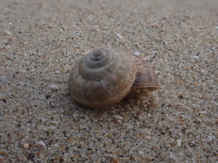 Xeroplexa intersecta