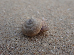 Xeroplexa intersecta