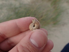 Xeroplexa intersecta