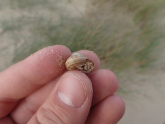 Xeroplexa intersecta