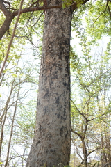 Sclerocarya birrea caffra