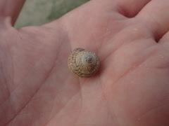 Xeroplexa intersecta