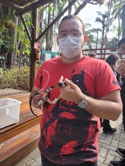 Oxyrhopus guibei