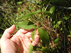 Eupatorium maritimum