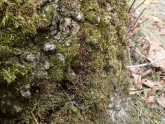 Syntrichia laevipila