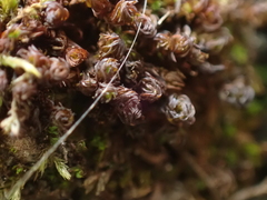 Syntrichia laevipila