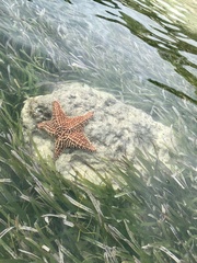 Oreaster reticulatus