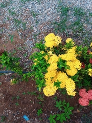Ixora coccinea