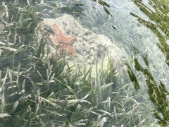 Oreaster reticulatus