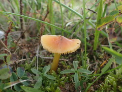 Hygrocybe
