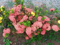 Ixora coccinea