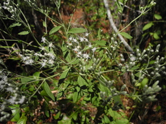 Eupatorium maritimum