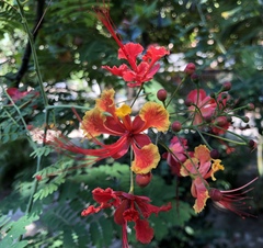 Caesalpinia pulcherrima — photo 3