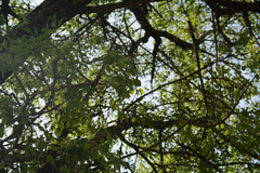 Sclerocarya birrea caffra