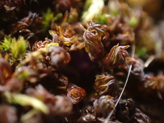 Syntrichia laevipila