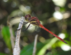 Orthemis ambirufa