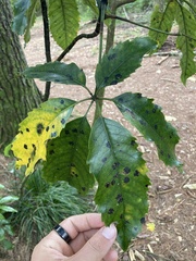 Cephaleuros lagerheimii