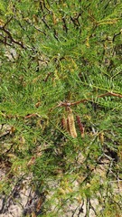 Prosopis flexuosa