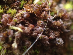 Syntrichia laevipila