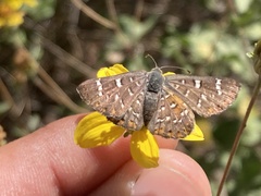 Riodinidae
