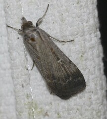 Tathorhynchus fallax