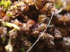 Syntrichia laevipila