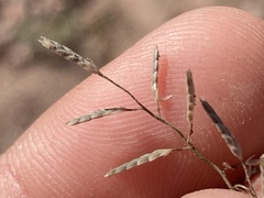Eragrostis