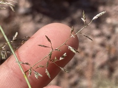 Eragrostis