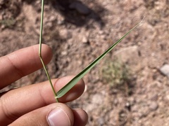 Eragrostis