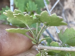 Pleurocoronis laphamioides