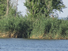 Phragmites australis altissimus