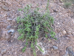 Pleurocoronis laphamioides