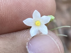 Echinopepon wrightii
